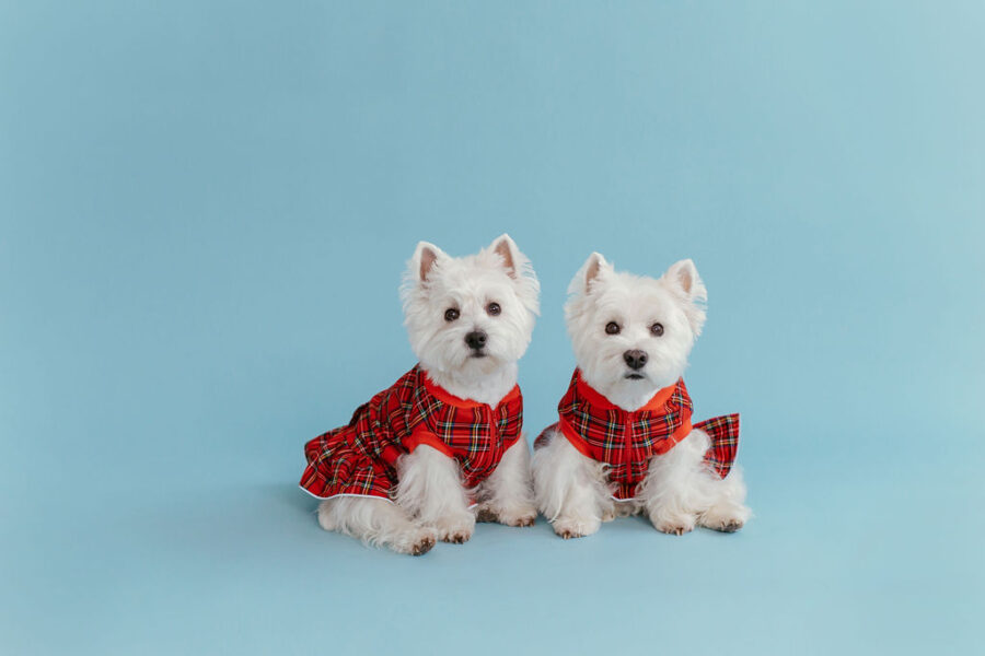 plaid-dog-dress-bestdograincoats-westie-custom-clothes