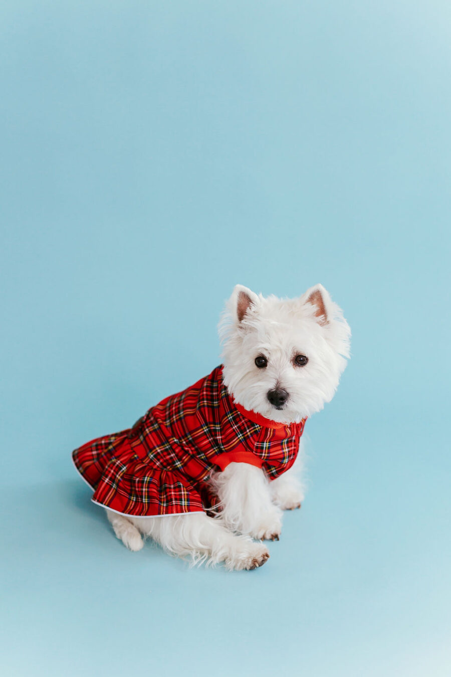 plaid-dog-dress-bestdograincoats-westie-custom-clothes