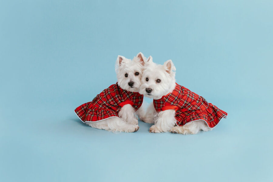 plaid-dog-dress-bestdograincoats-westie-custom-clothes