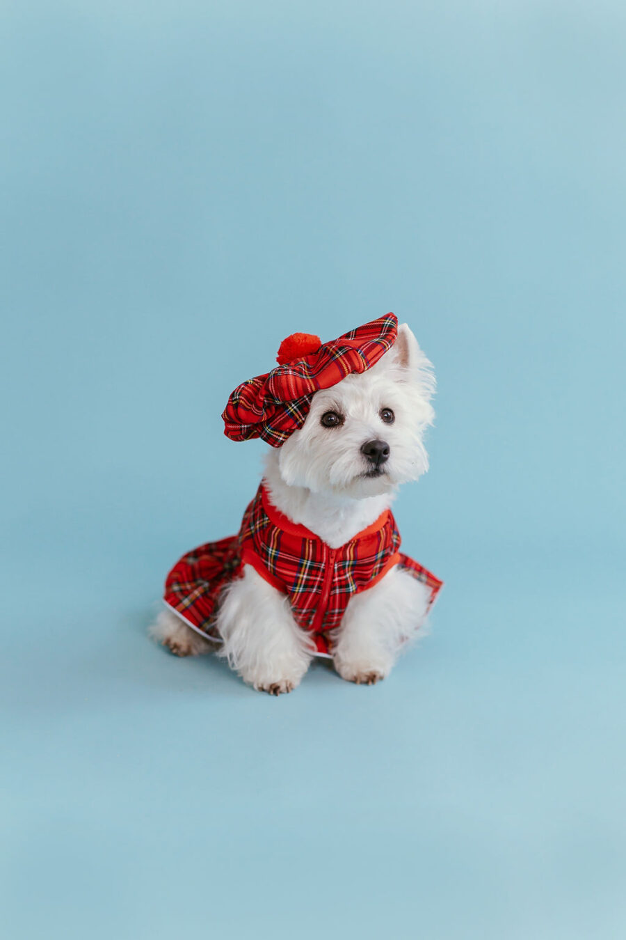 plaid-dog-dress-bestdograincoats-westie-custom-clothes