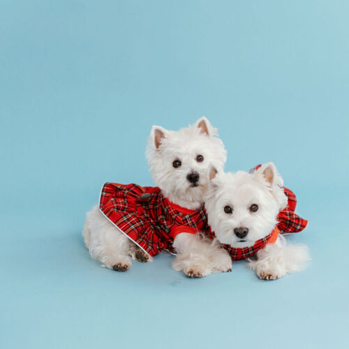 plaid-dog-dress-bestdograincoats-westie-custom-clothes