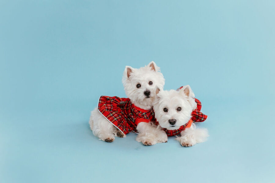 plaid-dog-dress-bestdograincoats-westie-custom-clothes