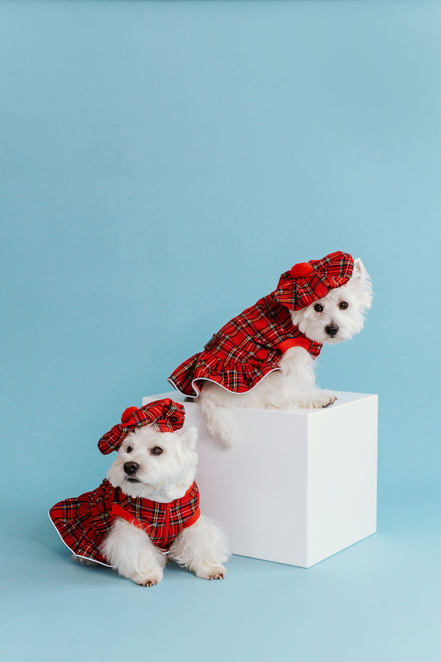 plaid-dog-dress-bestdograincoats-westie-custom-clothes