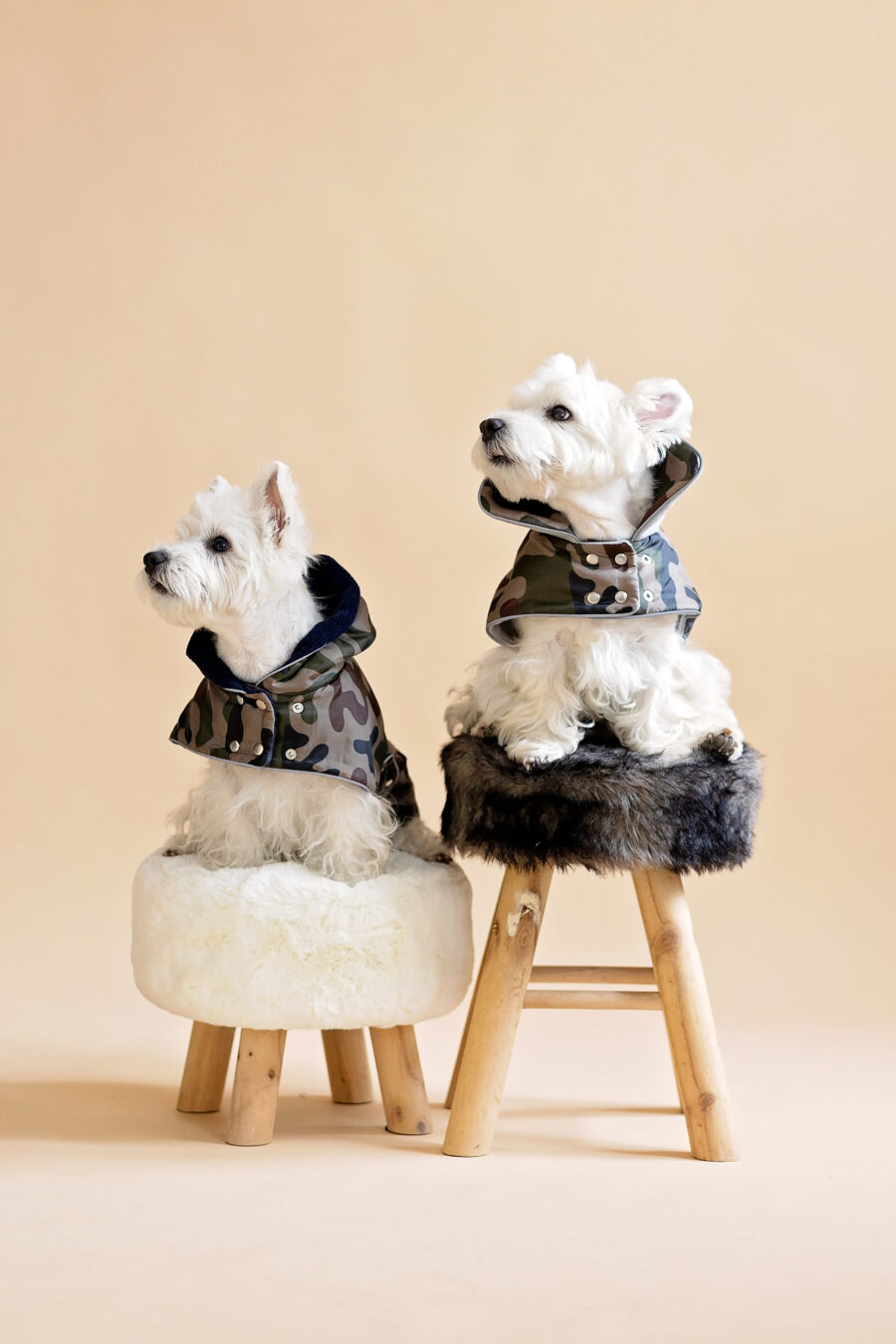 camouflage-dog-coat-for-small-dog-ciuciu-bestdograincoats two westies sitting on a fur chair