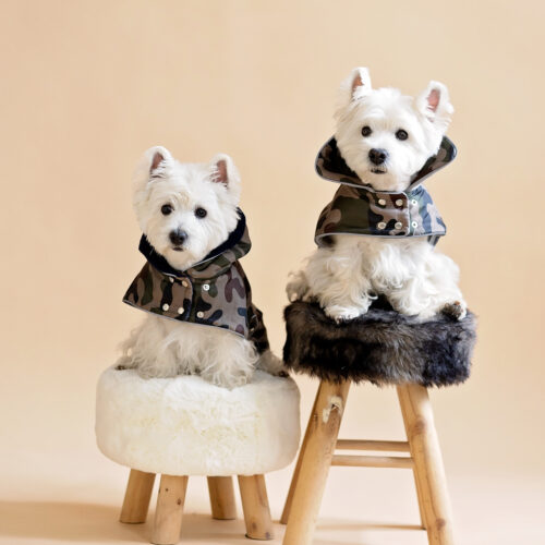 camouflage-dog-coat-for-small-dog-ciuciu-bestdograincoats two westies sitting on a fur chair