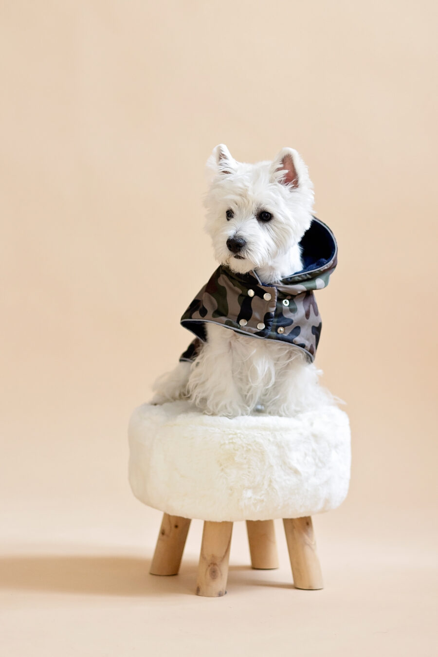 camouflage-dog-coat-for-small-dog-ciuciu-bestdograincoats westie sitting on a fur chair