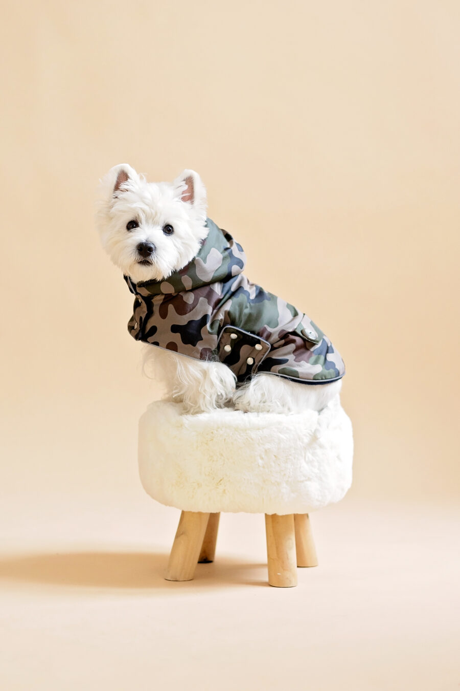 camouflage-dog-coat-for-small-dog-ciuciu-bestdograincoats westie sitting on a fur chair