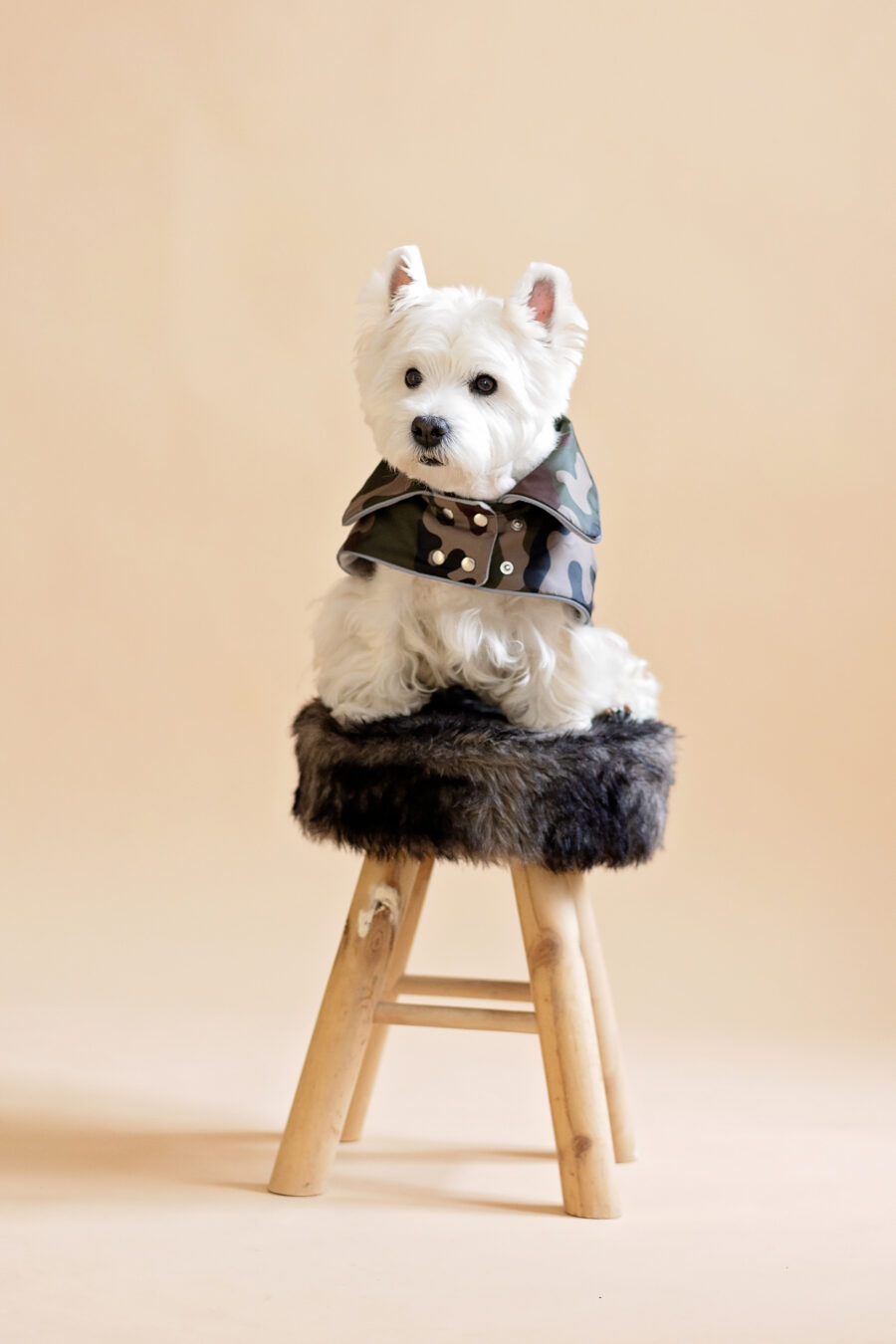 camouflage-dog-coat-for-small-dog-ciuciu-bestdograincoats westie sitting on a fur chair