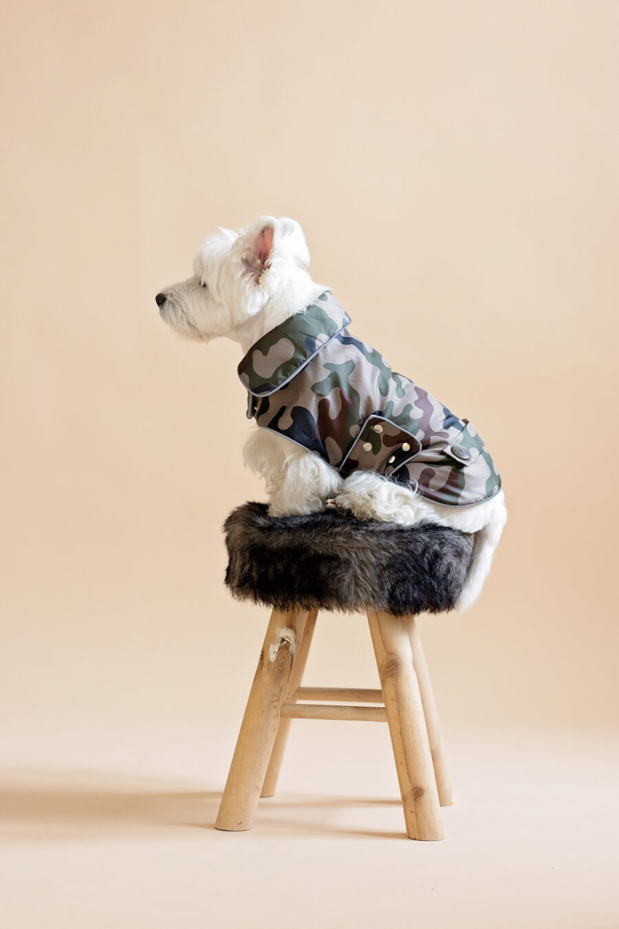 camouflage-dog-coat-for-small-dog-ciuciu-bestdograincoats westie sitting on a fur chair