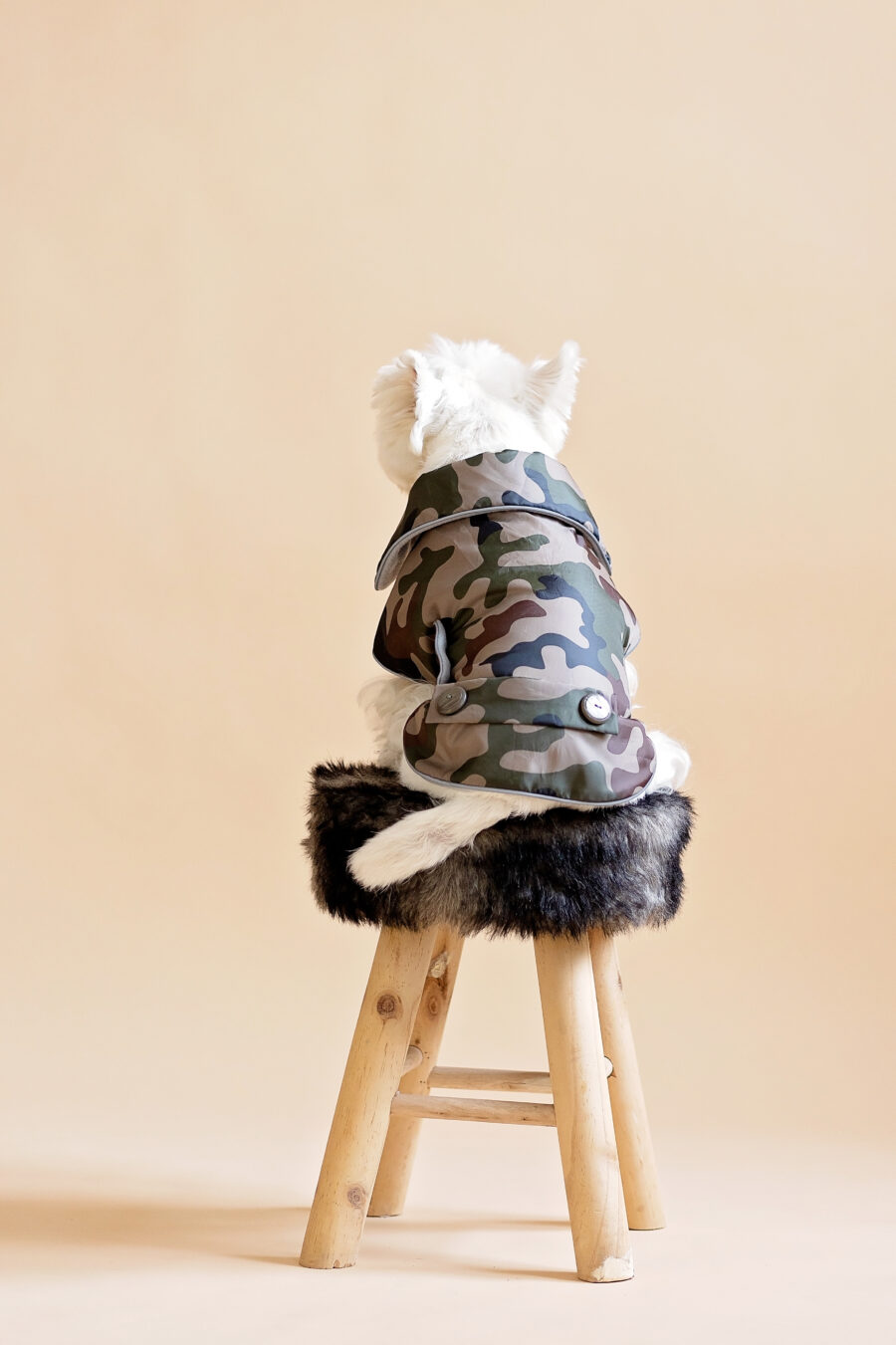 camouflage-dog-coat-for-small-dog-ciuciu-bestdograincoats westie sitting on a fur chair