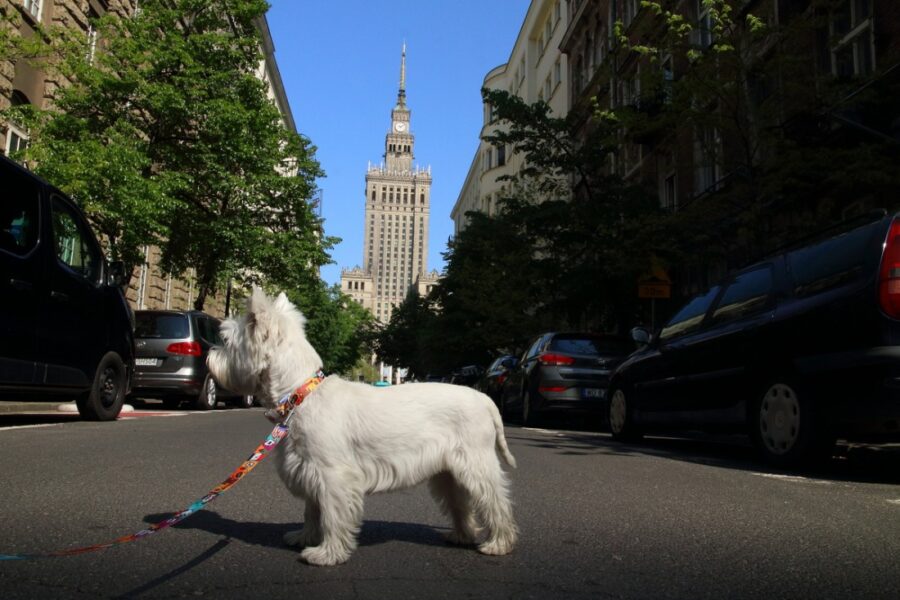 dog waterproof leash in travel theme