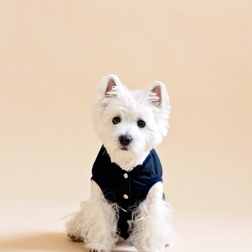 Black Dog Vest Waterproof