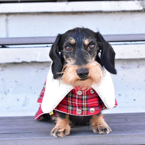 dachshund in plaid coat dog winter coat bestdograincoats ciuciu