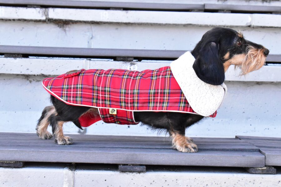 dachshund in plaid coat dog winter coat bestdograincoats ciuciu