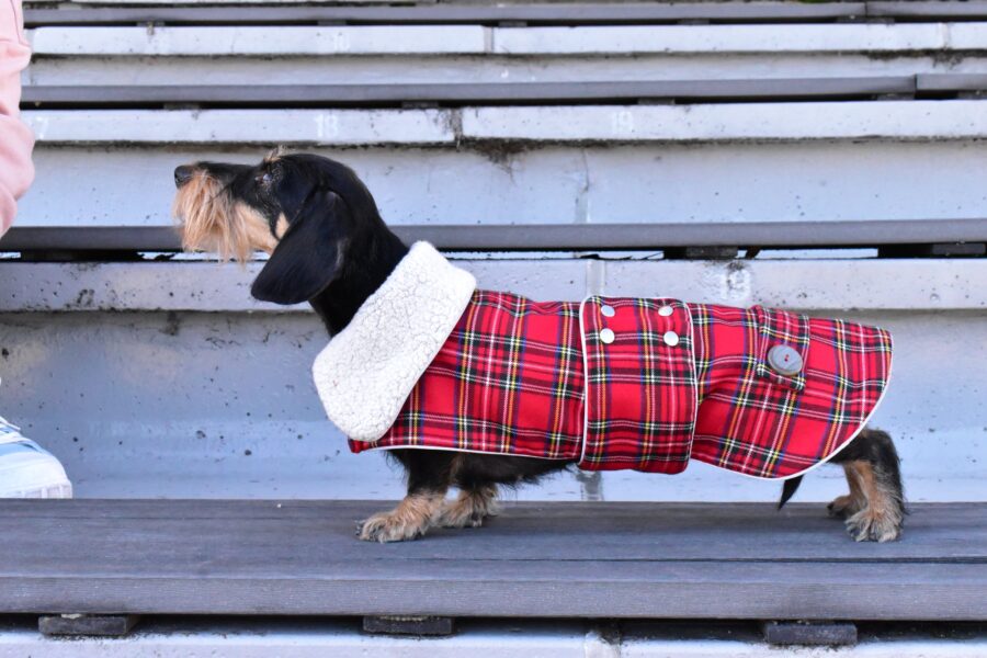 dachshund in plaid coat dog winter coat bestdograincoats ciuciu