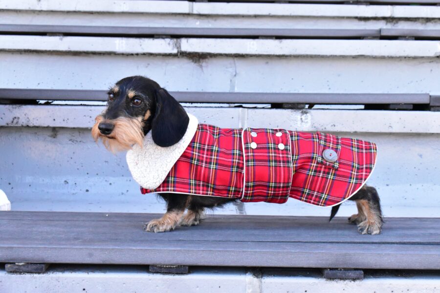 dachshund in plaid coat dog winter coat bestdograincoats ciuciu