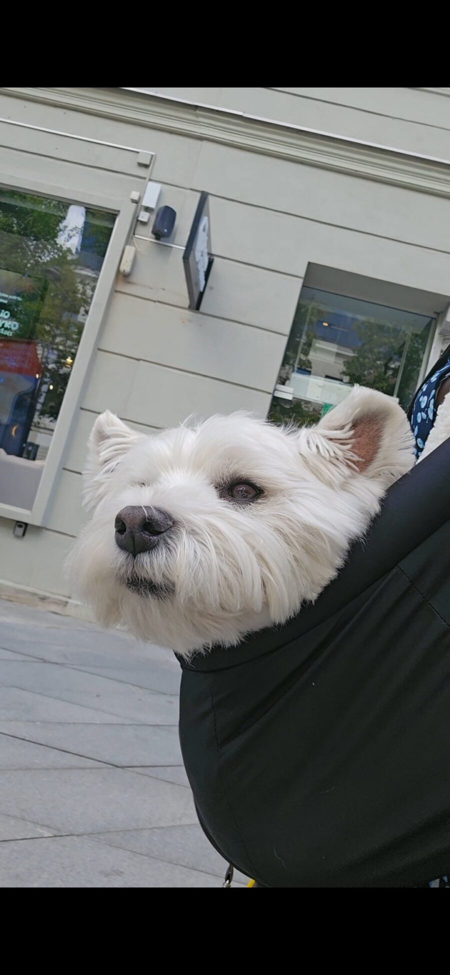Huglette: Winter Senior Dog Sling - Image 7