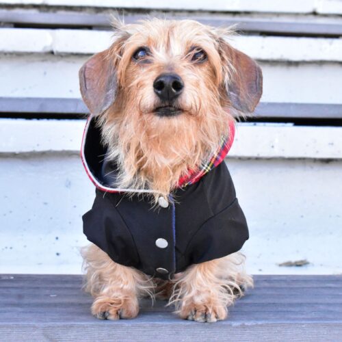 Dachshund Clothes