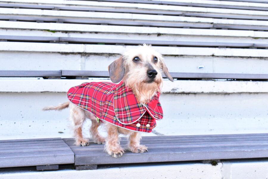 dachshund in plaid coat dog winter coat bestdograincoats ciuciu