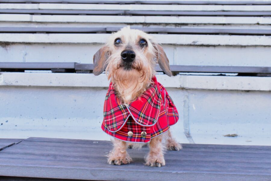 dachshund in plaid coat dog winter coat bestdograincoats ciuciu