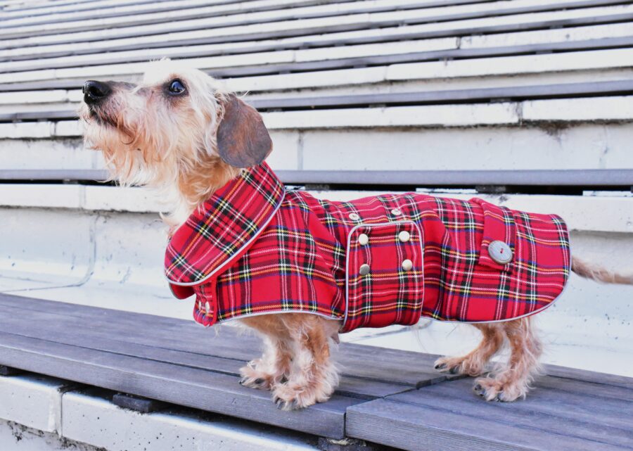 dachshund in plaid coat dog winter coat bestdograincoats ciuciu