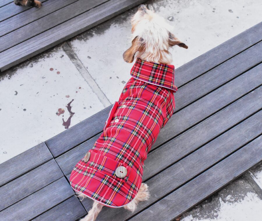 dachshund in plaid coat dog winter coat bestdograincoats ciuciu