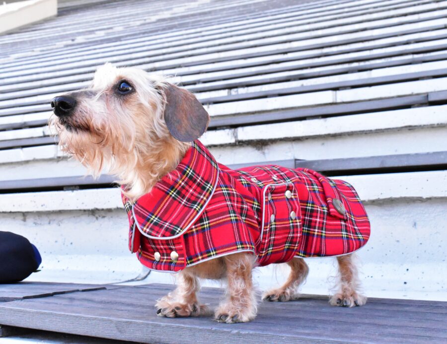 dachshund in plaid coat dog winter coat bestdograincoats ciuciu