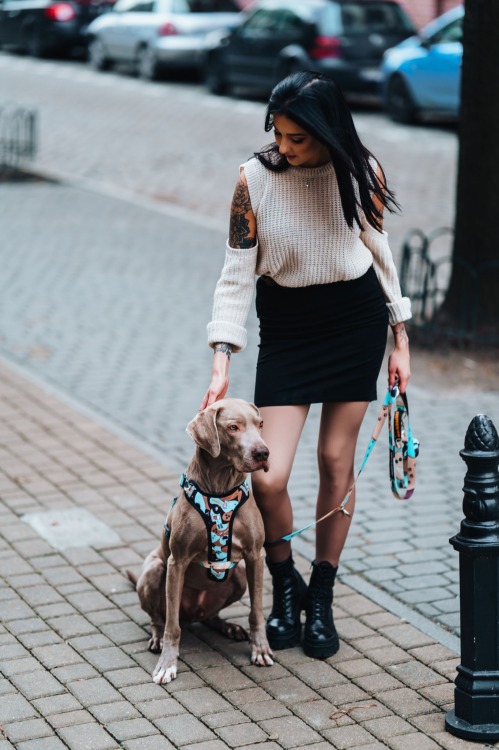 Coffe Stubborn Dog Leash with Elastic Part for Your Small Dog