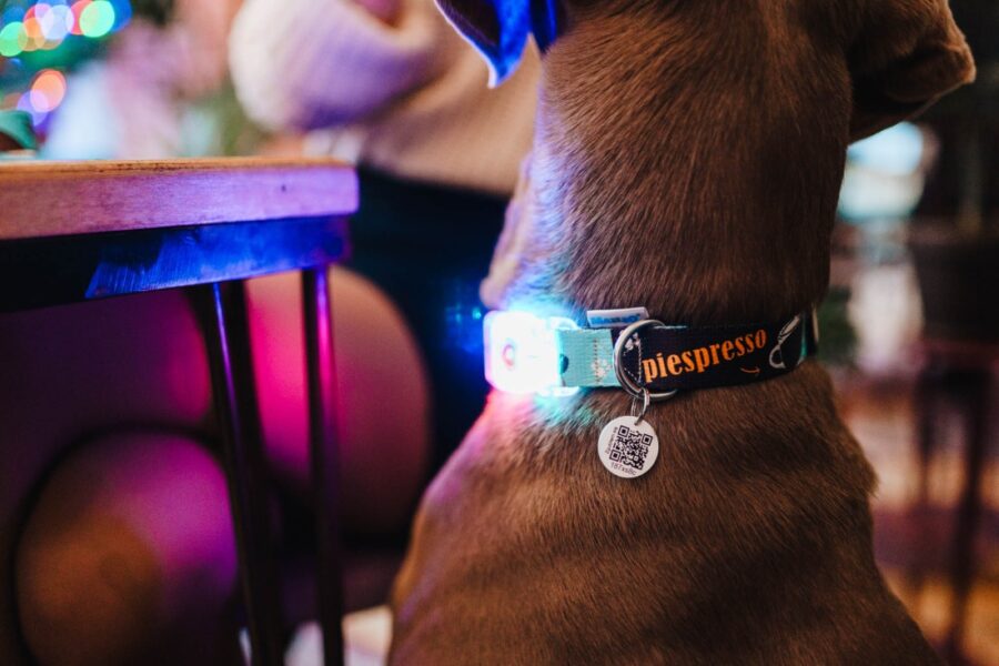 Coffe Collar for Your Small Dog (with LED) - Image 9