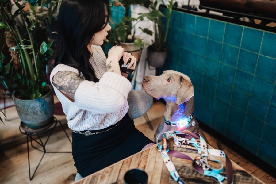 Coffe Collar for Your Small Dog (with LED) - Image 12