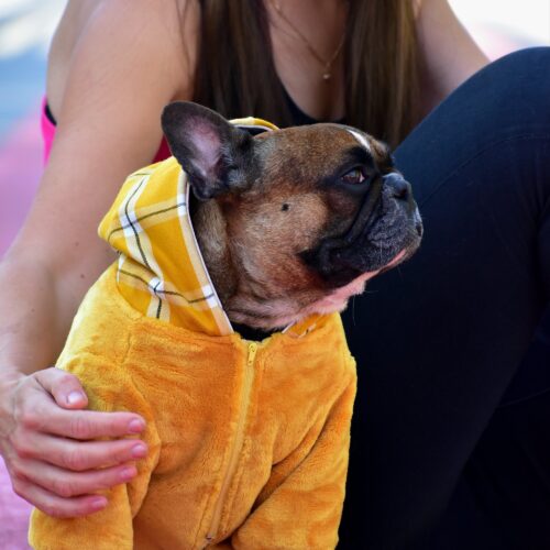 Cozy Faux Fur Plaid Yellow Dog Hoodie for Frenchie