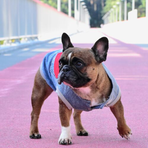Recycled Jeans Frenchie Vest - Love