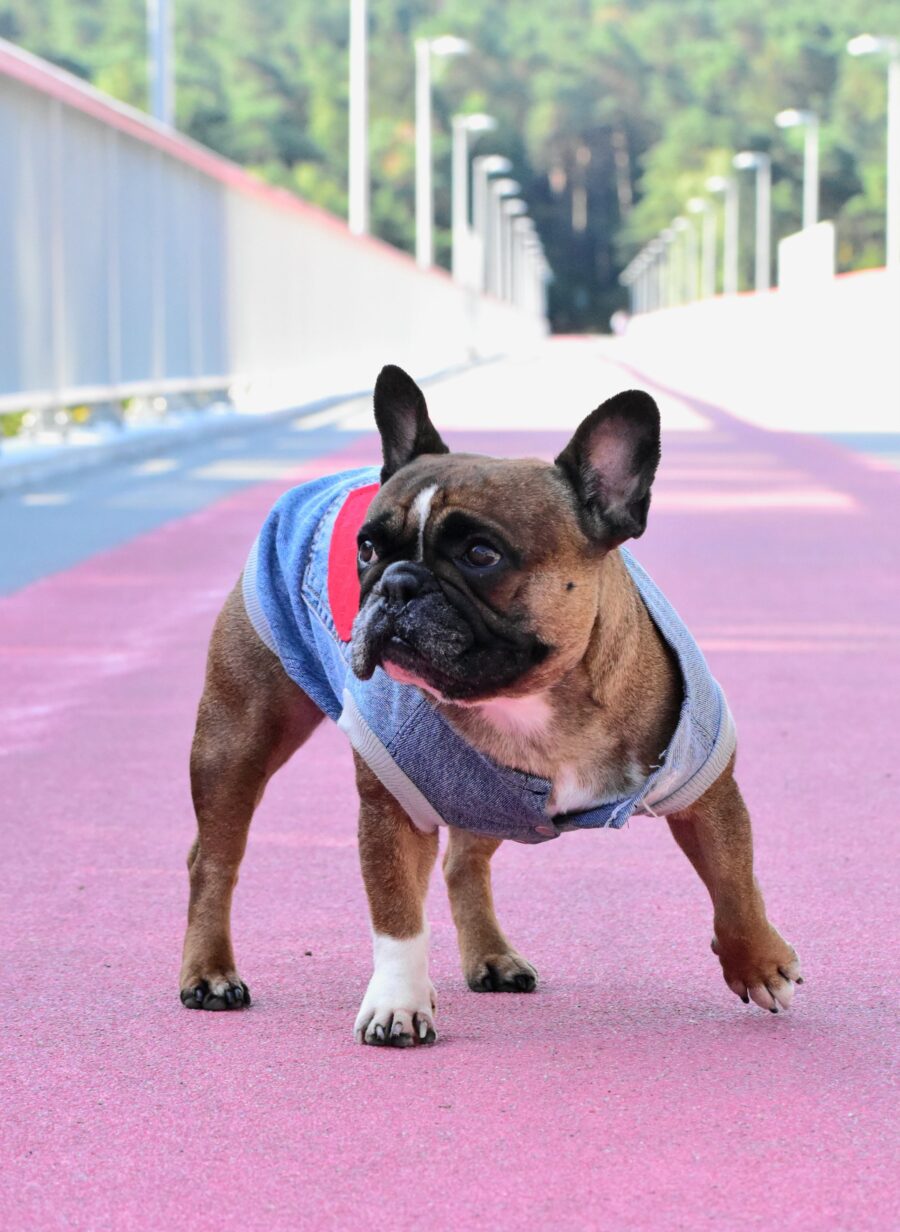Recycled Jeans Frenchie Vest - Love