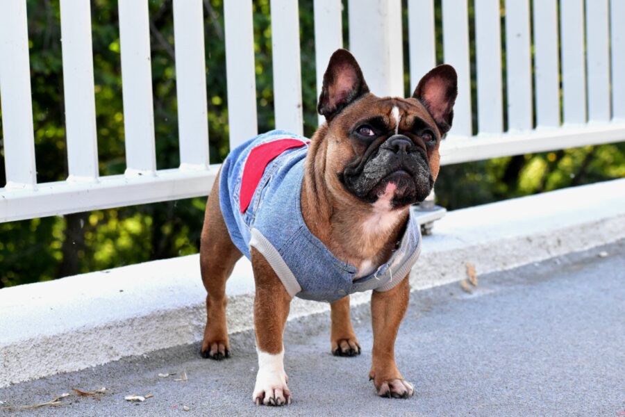 Recycled Jeans Frenchie Vest - Love - Image 4