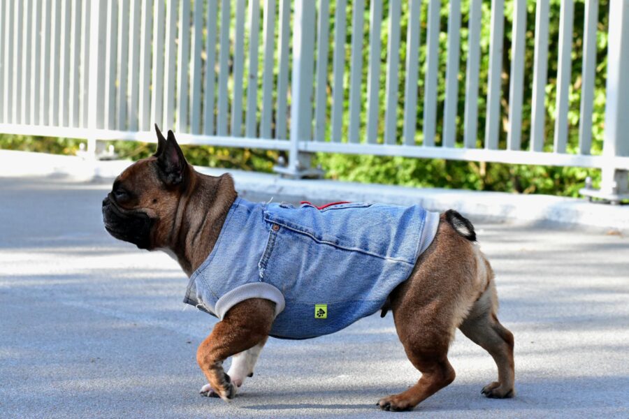 Recycled Jeans Frenchie Vest - Love - Image 2