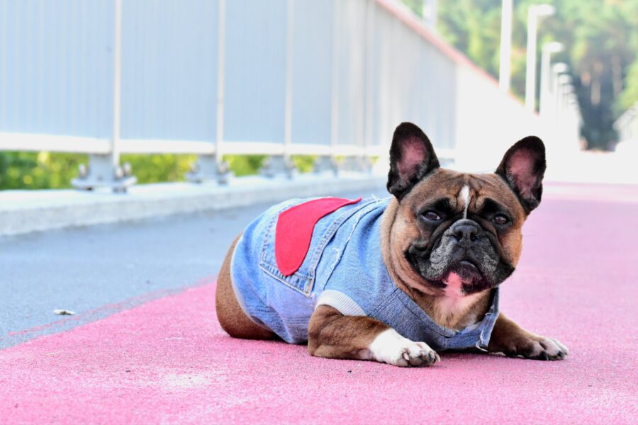Recycled Jeans Frenchie Vest - Love - Image 6