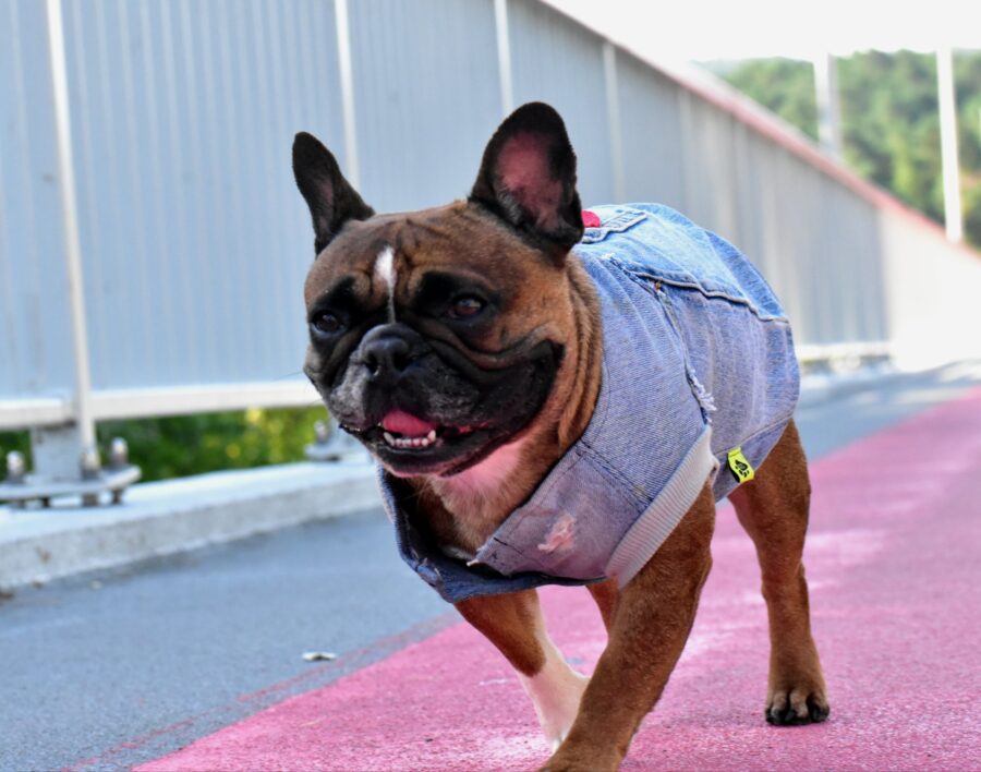 Recycled Jeans Frenchie Vest - Love - Image 7