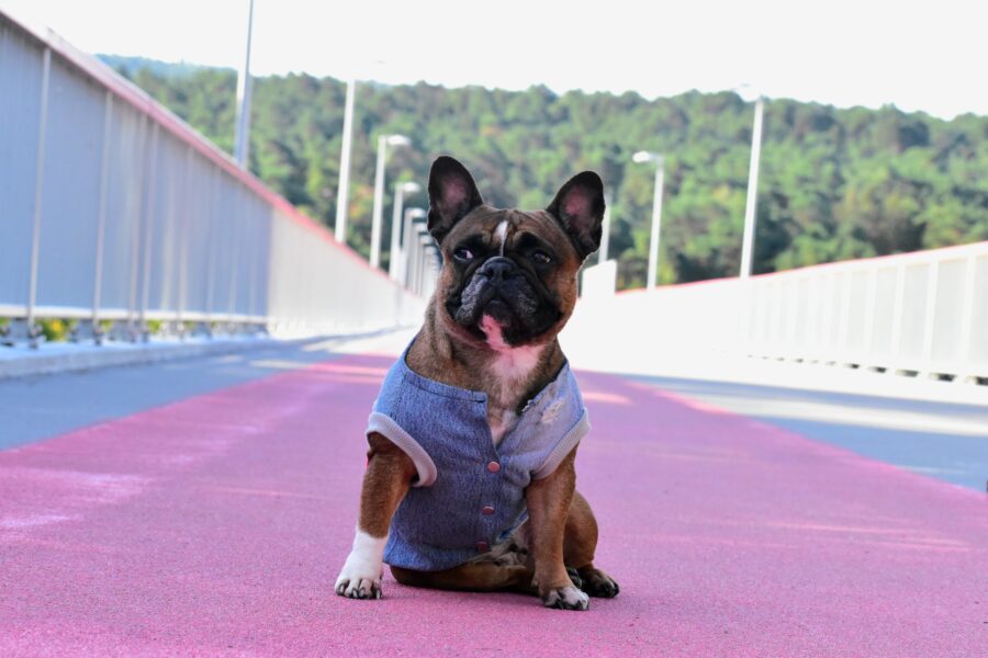 Recycled Jeans Frenchie Vest - Love - Image 3