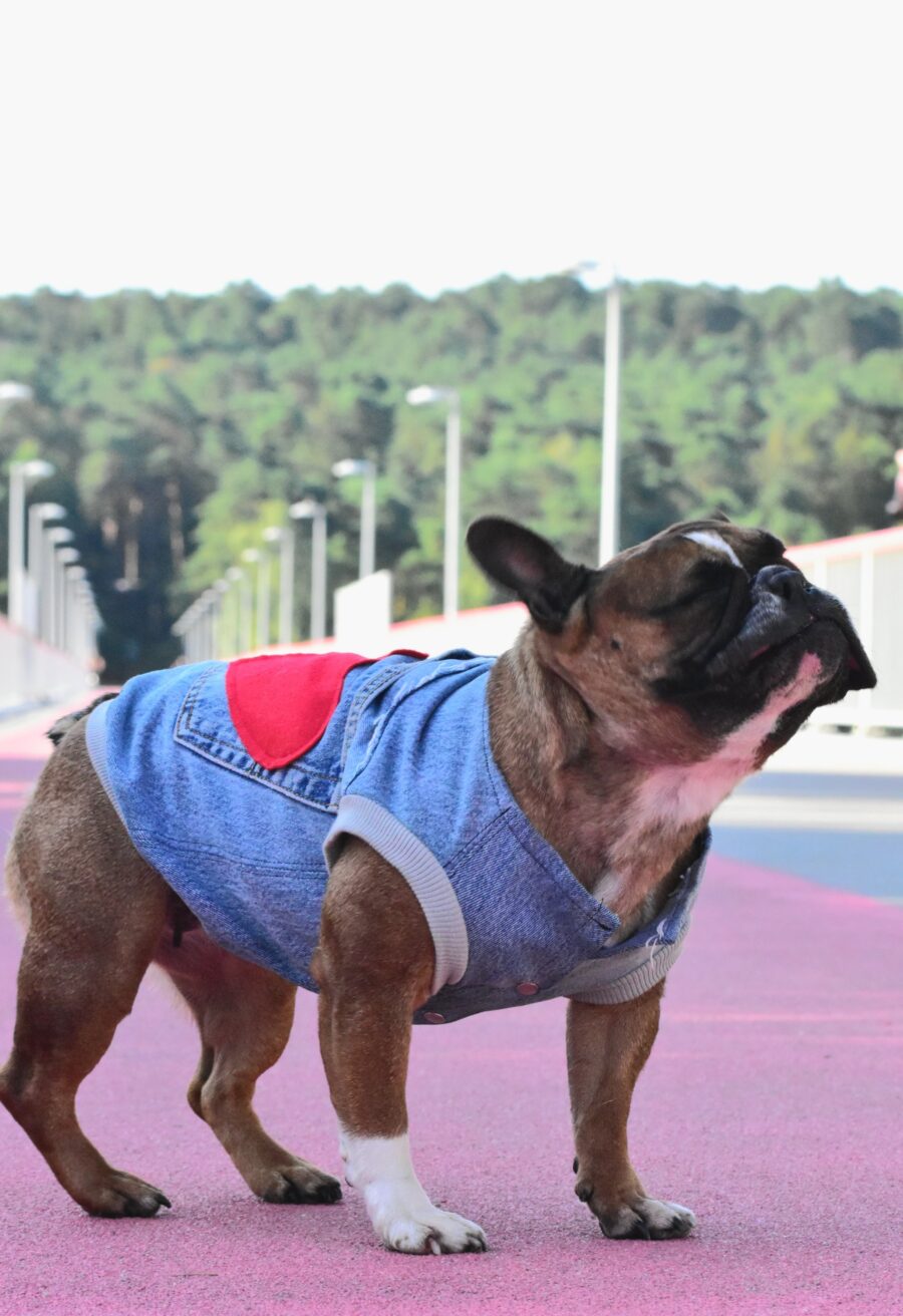 Recycled Jeans Frenchie Vest - Love - Image 5