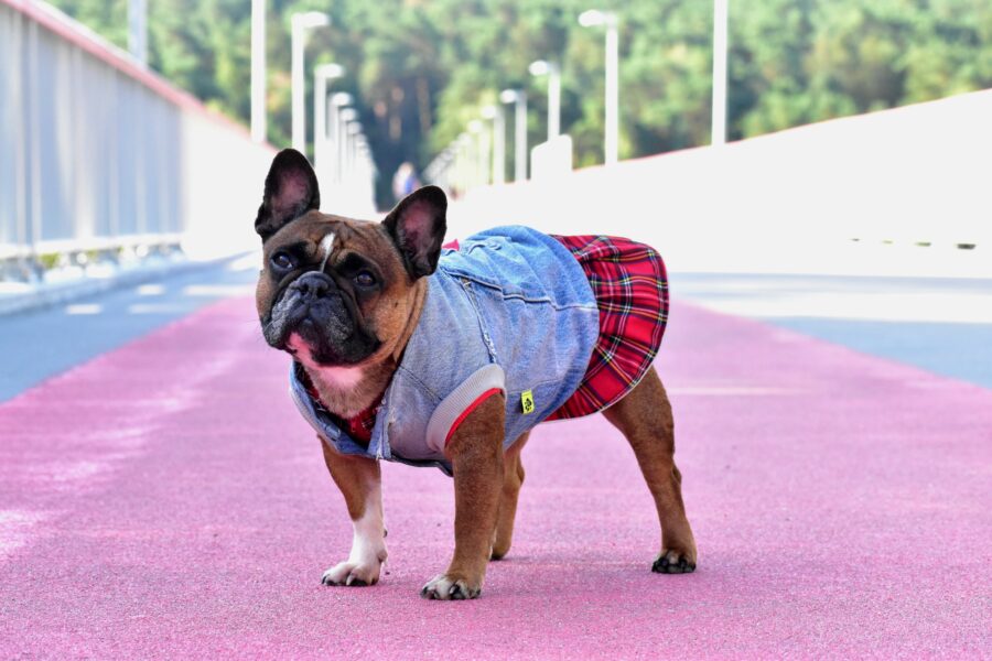 Recycled Jeans Frenchie Vest - Love - Image 12
