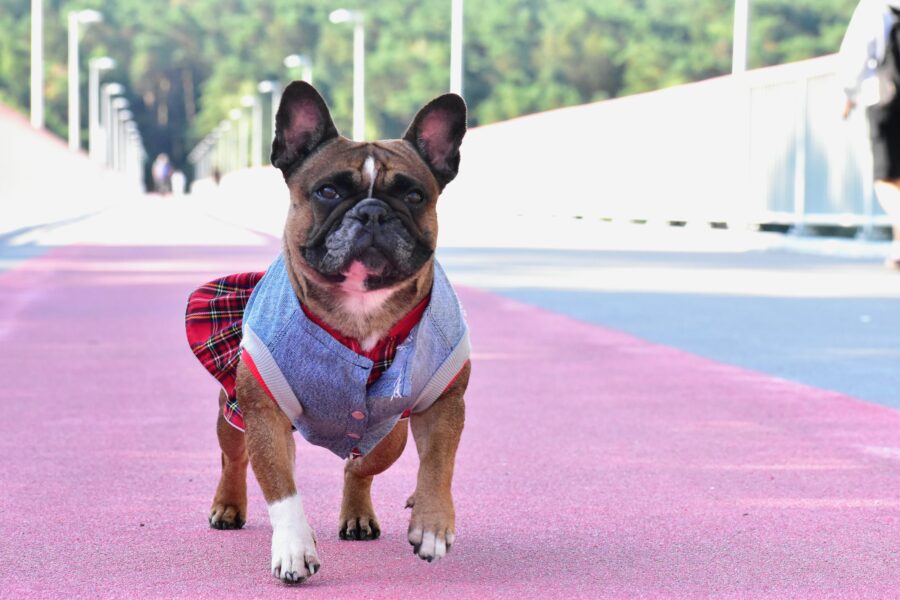 Plaid Dog Dress for Frenchie - Image 10