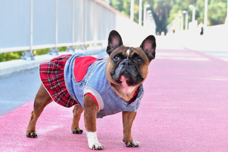 Plaid Dog Dress for Frenchie - Image 7