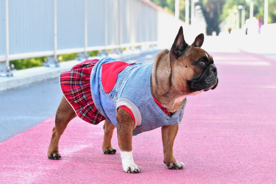 Plaid Dog Dress for Frenchie - Image 6