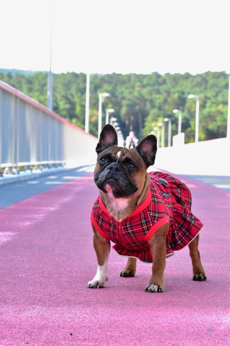 Plaid Dog Dress for Frenchie - Image 2