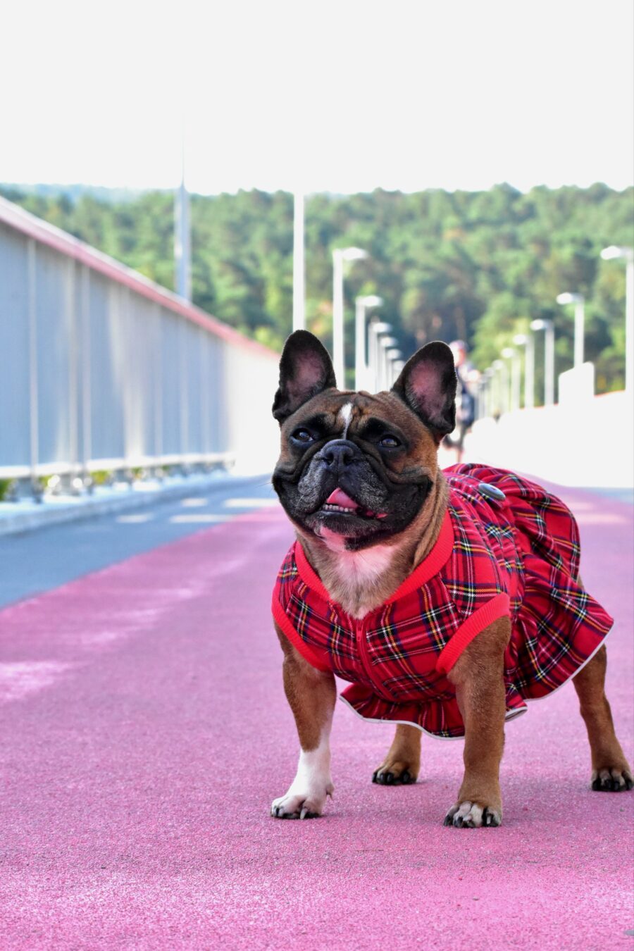 Plaid Dog Dress for Frenchie - Image 3