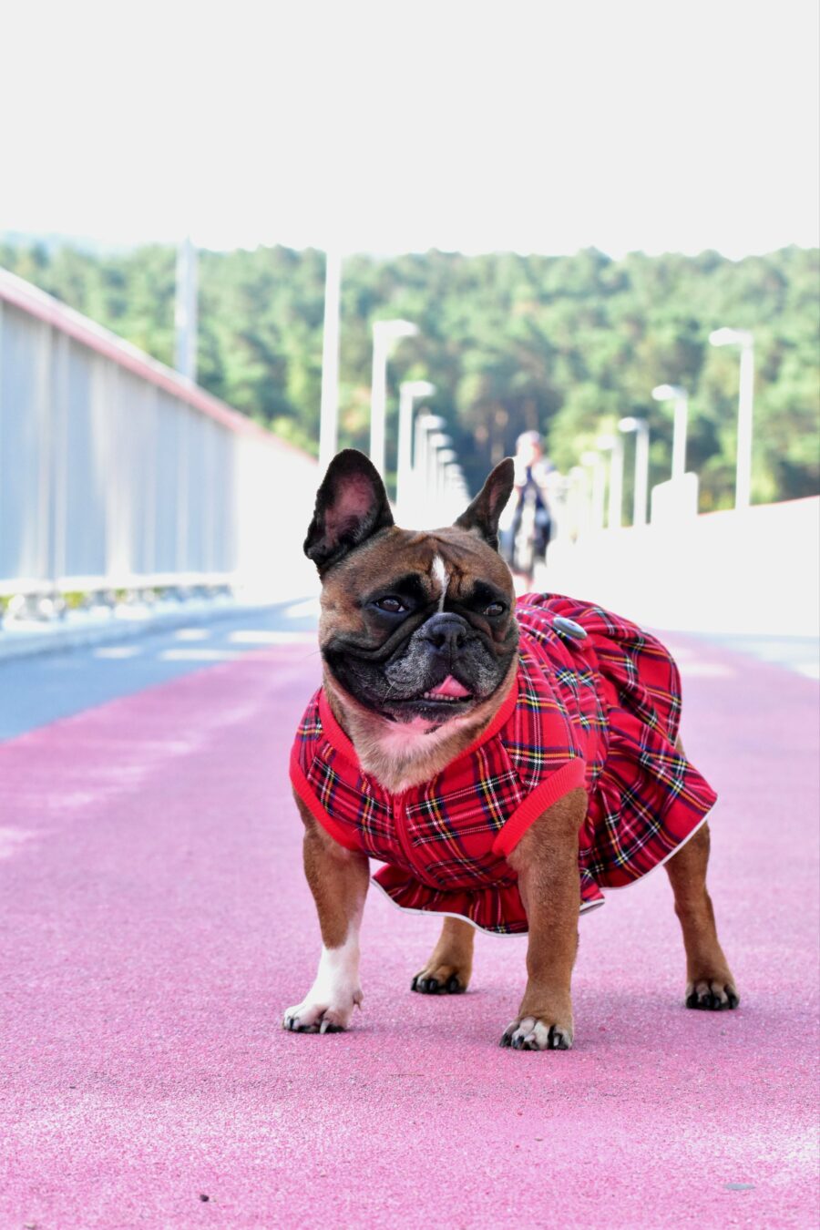 Plaid Dog Dress for Frenchie - Image 5