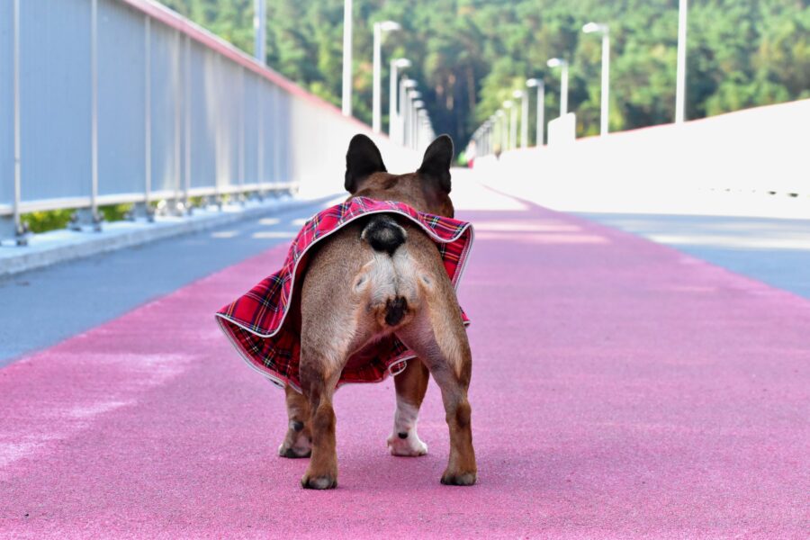 Plaid Dog Dress for Frenchie - Image 11