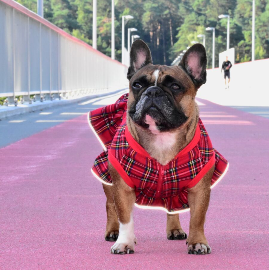 Plaid Dog Dress for Frenchie - Image 4