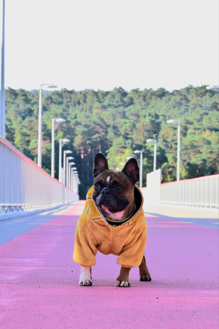 Cozy Faux Fur Plaid Yellow Dog Hoodie for Frenchie - Image 4