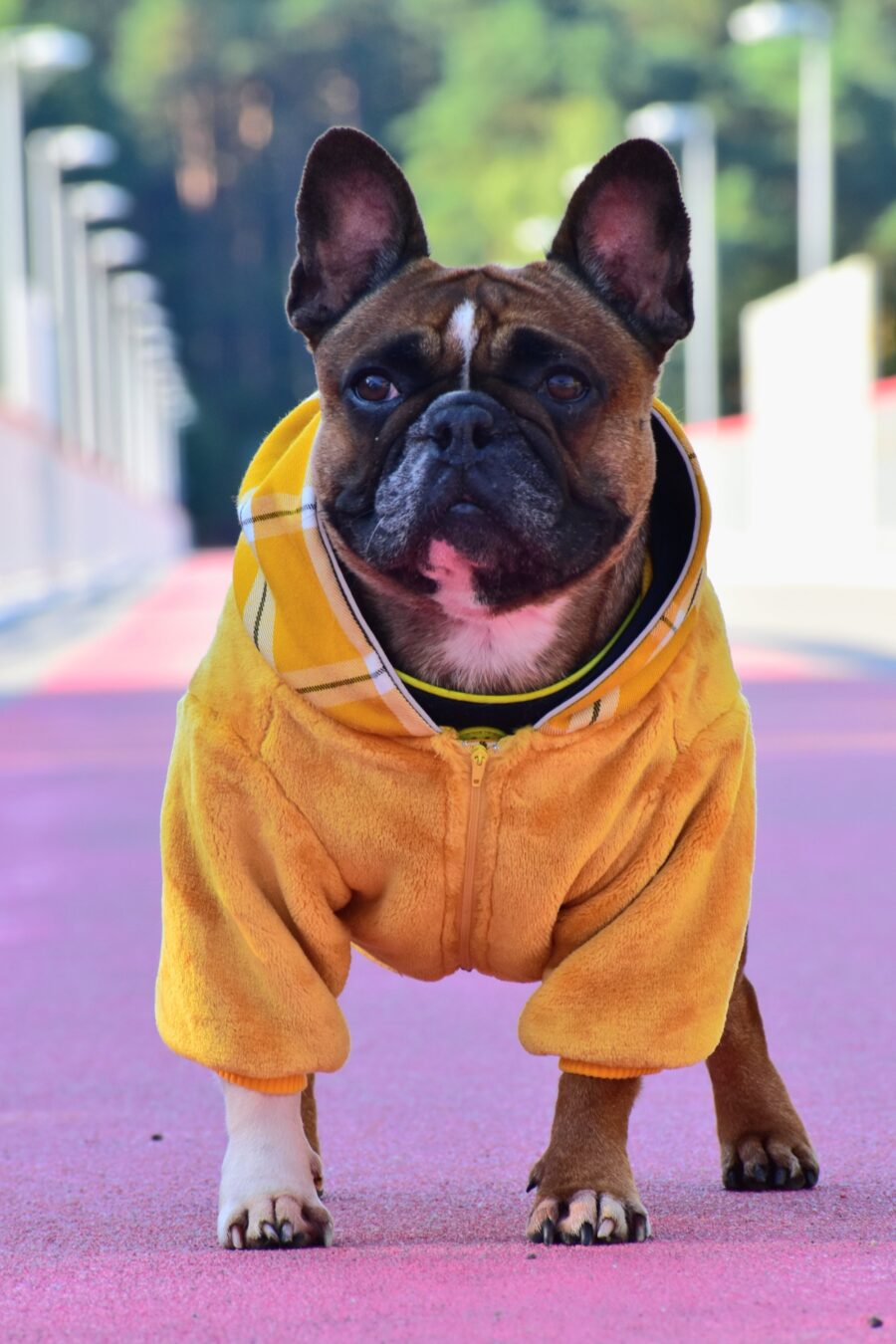 Cozy Faux Fur Plaid Yellow Dog Hoodie for Frenchie - Image 9